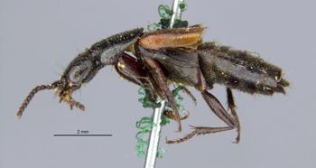 Media type: image;   Entomology 305335 Aspect: habitus lateral view